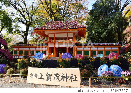 Shizuoka Prefecture, Mishima City Park Rakujuen Chrysanthemum Festival "Kyoto Kamigamo Shrine" 125647827