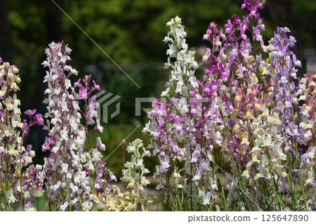 春天的花朵開始綻放 125647890