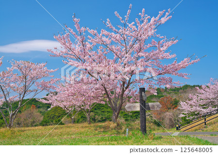 春天的田代島 春天的田代島 125648005