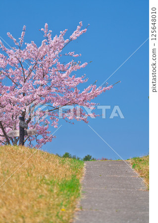 春天的田代島 125648010