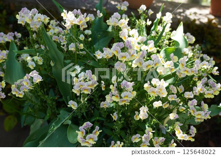 Spring flowers starting to bloom Spring flowers starting to bloom 125648022