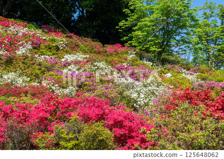 I enjoyed the colorful azaleas at a feudal lord's garden in the city center. I enjoyed the colorful azaleas at a feudal lord's garden in the city center. 125648062