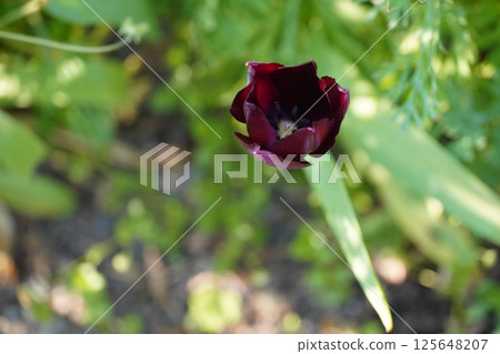 春天的花朵開始綻放 125648207