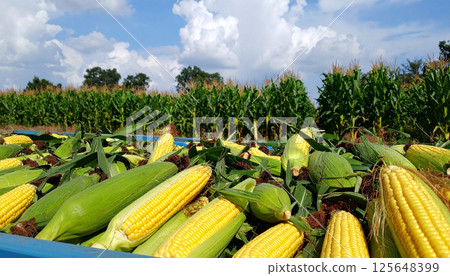 A large amount of harvested corn (AI-generated image) 125648399