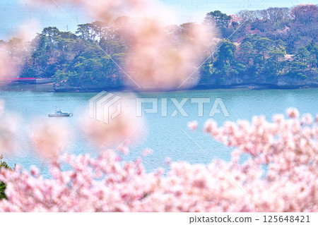 春天的西行毛都鬆 春天的西行毛都鬆 125648421