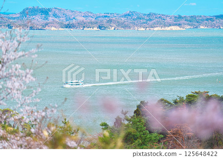 Saigyo-Modoshi Pine in Spring 125648422