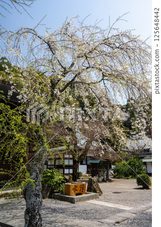 Cherry blossoms in full bloom at Jokoji Temple, Aichi 125648442