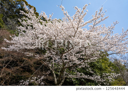 Cherry blossoms in full bloom at Jokoji Temple, Aichi Cherry blossoms in full bloom at Jokoji Temple, Aichi 125648444
