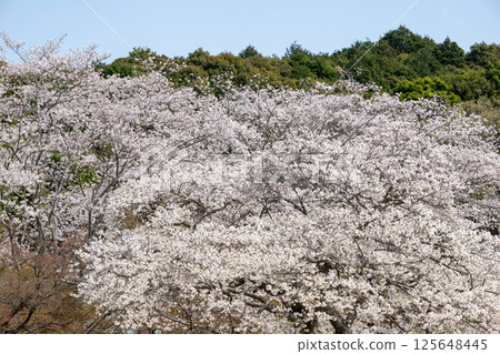 愛知縣常光寺的櫻花盛開 愛知縣常光寺的櫻花盛開 125648445