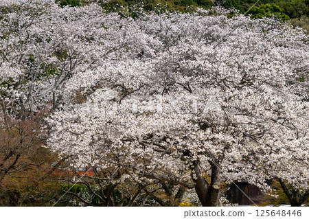 愛知縣常光寺的櫻花盛開 愛知縣常光寺的櫻花盛開 125648446