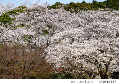 愛知縣常光寺的櫻花盛開 愛知縣常光寺的櫻花盛開 125648447
