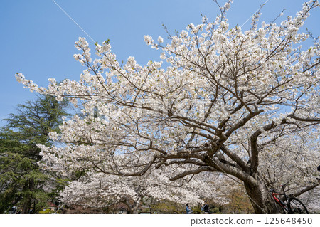 愛知縣常光寺的櫻花盛開 愛知縣常光寺的櫻花盛開 125648450