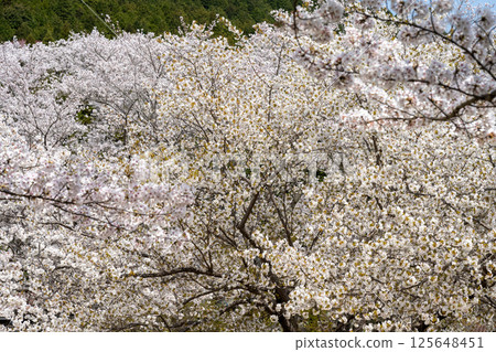 愛知縣常光寺的櫻花盛開 愛知縣常光寺的櫻花盛開 125648451