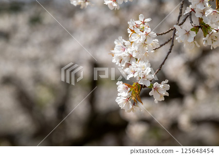 愛知縣常光寺的櫻花盛開 125648454