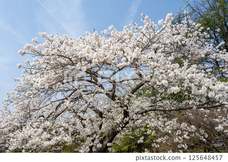 愛知縣常光寺的櫻花盛開 愛知縣常光寺的櫻花盛開 125648457
