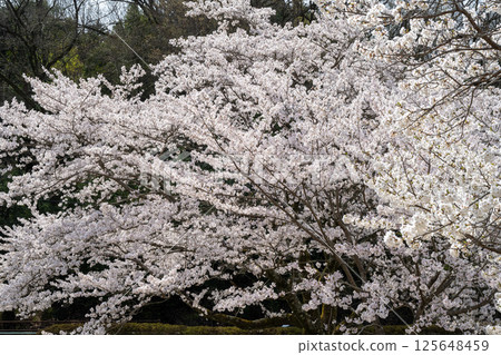愛知縣常光寺的櫻花盛開 愛知縣常光寺的櫻花盛開 125648459