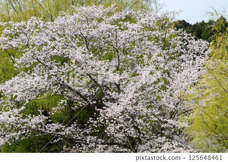 愛知縣常光寺的櫻花盛開 愛知縣常光寺的櫻花盛開 125648461