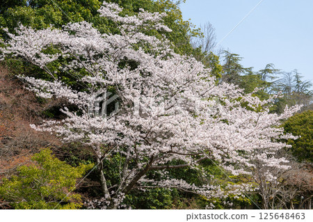 愛知縣常光寺的櫻花盛開 愛知縣常光寺的櫻花盛開 125648463
