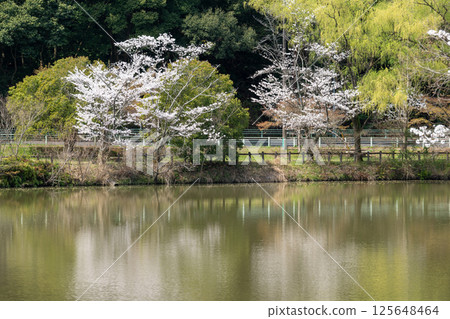 愛知縣常光寺的櫻花盛開 125648464