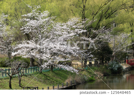 愛知縣常光寺的櫻花盛開 愛知縣常光寺的櫻花盛開 125648465