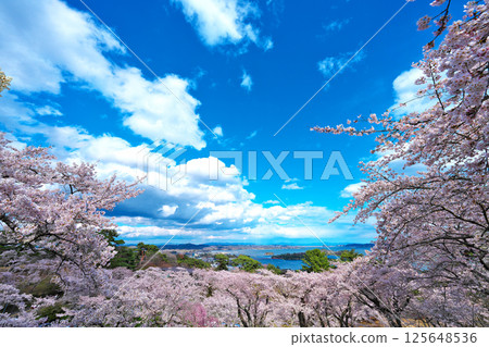 春天的西行毛都鬆 125648536