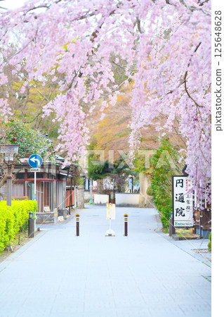 松島的櫻花 125648628