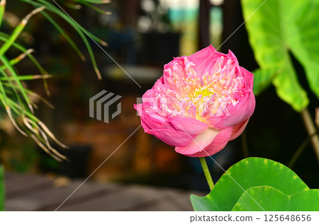 Thai lotus 125648656
