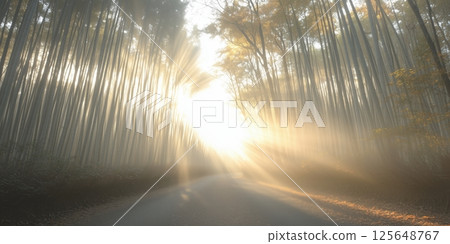 A fantastic bamboo forest path bathed in the morning sun A fantastic bamboo forest path bathed in the morning sun 125648767