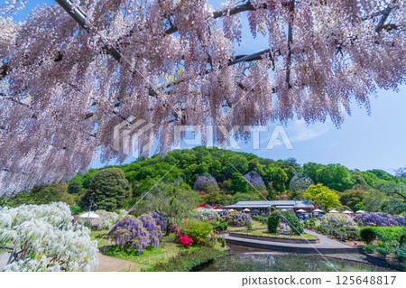 Fresh greenery at Ashikaga Flower Park - Usubeni Bridge 125648817
