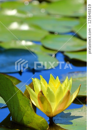 Yellow water lily flower 125648819