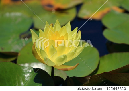 Yellow water lily flower Yellow water lily flower 125648820