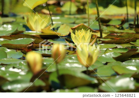 黃睡蓮花 黃睡蓮花 125648821