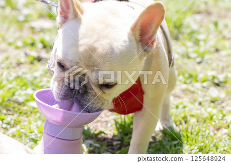 French bulldog taking a walk 125648924