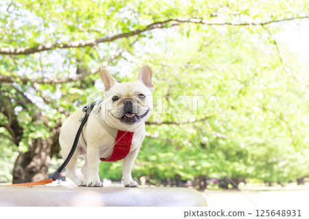 法國鬥牛犬散步 法國鬥牛犬散步 125648931