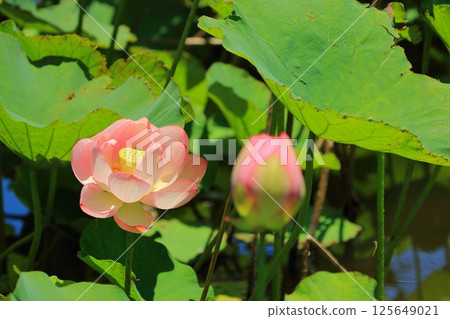 盛開的蓮花 盛開的蓮花 125649021