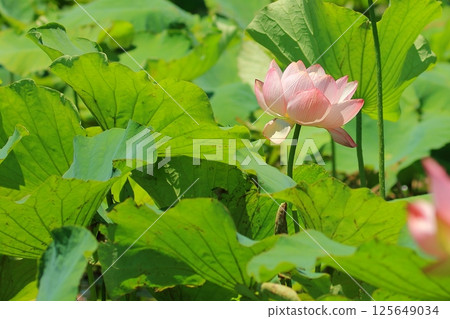 盛開的蓮花 盛開的蓮花 125649034