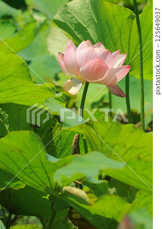 Blooming lotus Blooming lotus 125649037