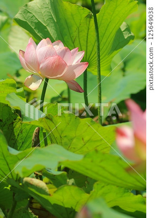 Blooming lotus Blooming lotus 125649038