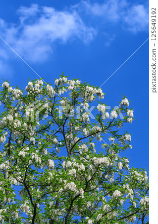 Flower of falseacacia Flower of falseacacia 125649192