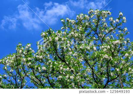 Flower of falseacacia Flower of falseacacia 125649193