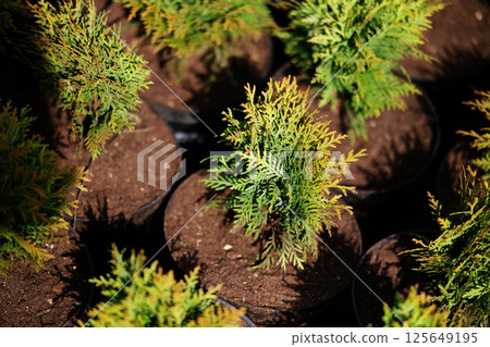Saplings of pine, spruce, fir and other coniferous trees in pots in plant nursery Saplings of pine, spruce, fir and other coniferous trees in pots in plant nursery 125649195