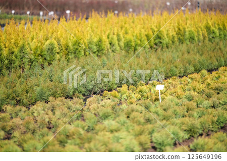 Neat rows of pots with green thuja seedlings 125649196