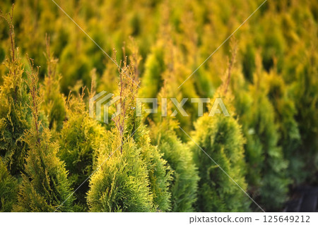 Neat rows of pots with green thuja seedlings 125649212