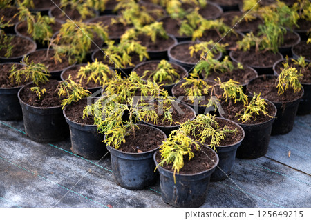 Neat rows of pots with green thuja seedlings 125649215