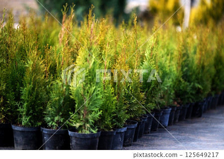 Neat rows of pots with green thuja seedlings 125649217