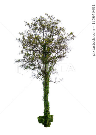 Isolated single tree greenery botanical 125649491
