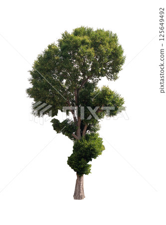 Isolated single tree greenery botanical 125649492