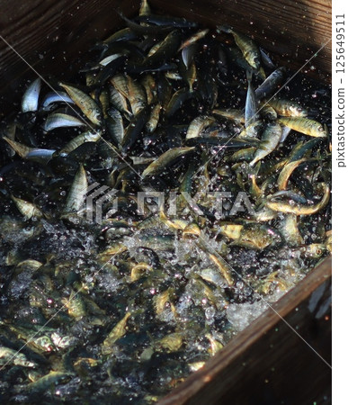 Mojako精選 125649511