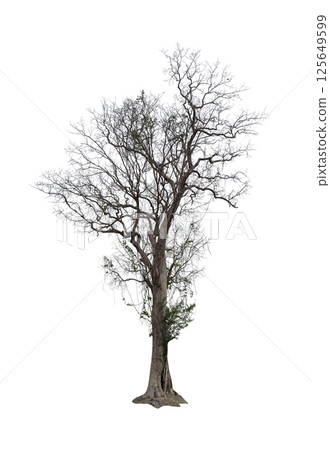 Single old and dead tree isolated. Single old and dead tree isolated. 125649599