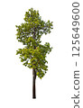 Isolated single tree greenery botanical 125649600
